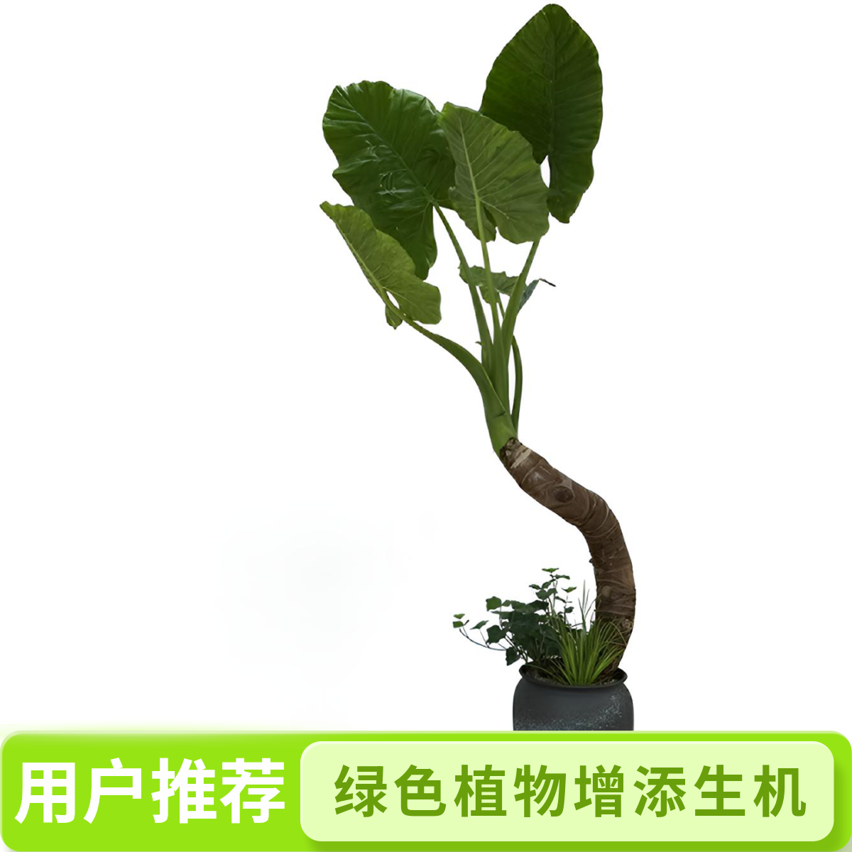 怡然花卉精选绿植花卉（一物一拍补价链接）