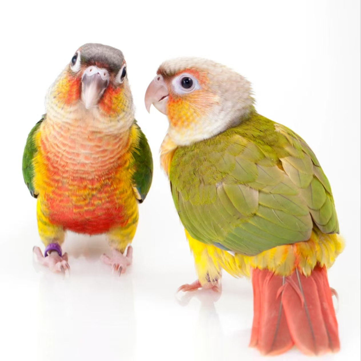 可爱亲人手养活体鹦鹉雏鸟一物一拍