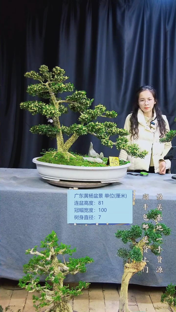 【闪购商品】黄杨盆景黄杨盆景