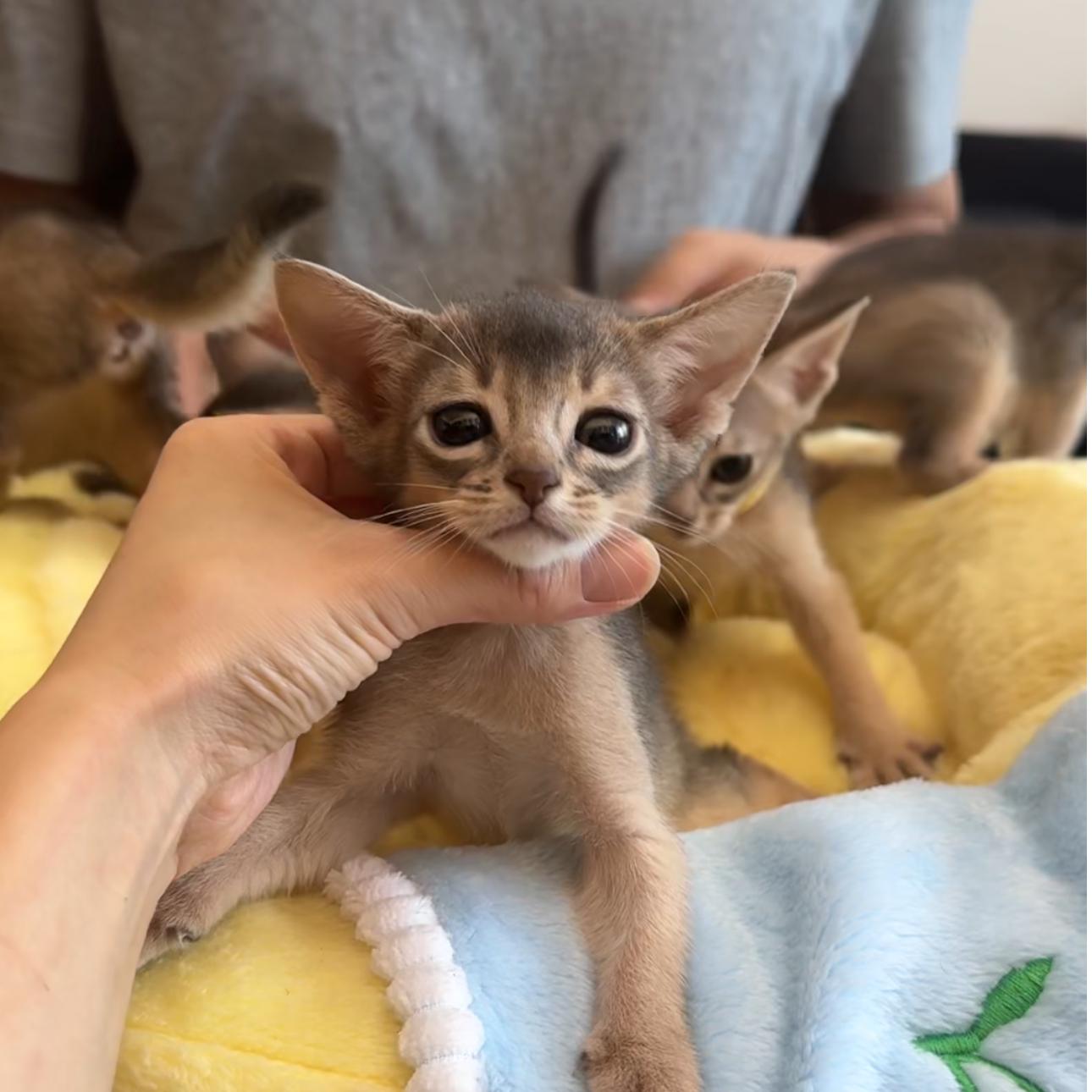 彩虹家阿比西尼亚猫 活体 蓝色 5000