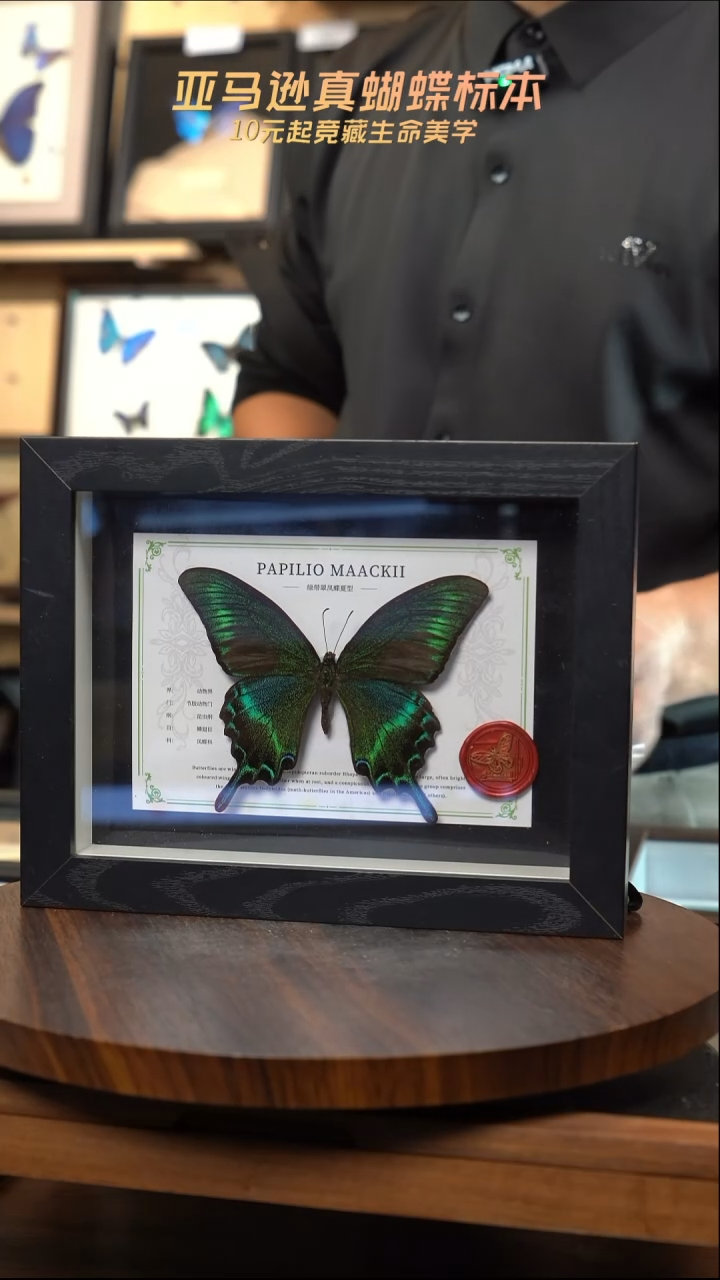 绿带翠凤蝶夏型8寸黑框国风版