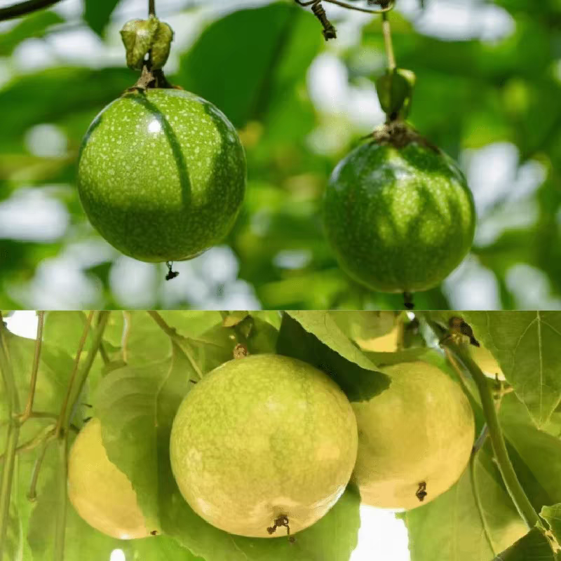 【百香果】新鲜应季百香果好吃酸甜比例适中一箱四个钦蜜9号广东省