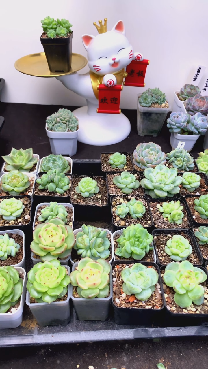 斐宝宝的多肉总价50元