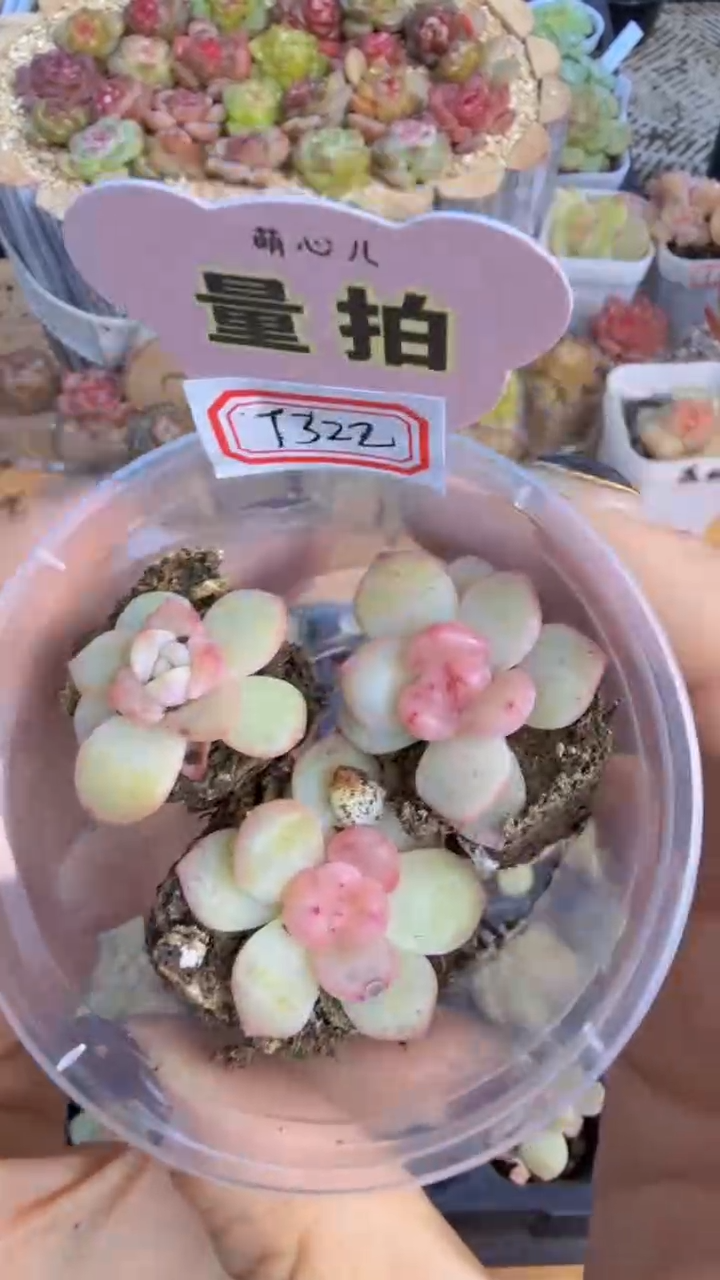 T322单双混 3颗量拍混发 满9.9包邮