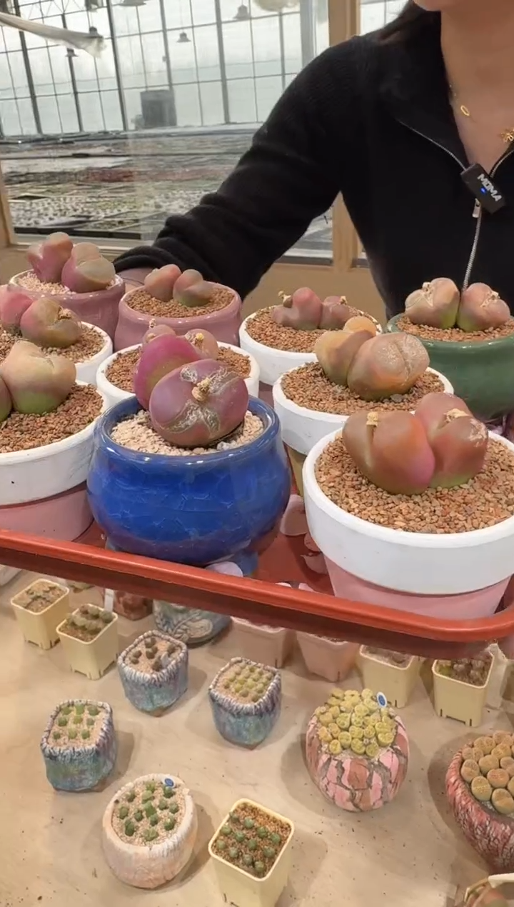 28多肉植物肉锥荔枝毛一颗