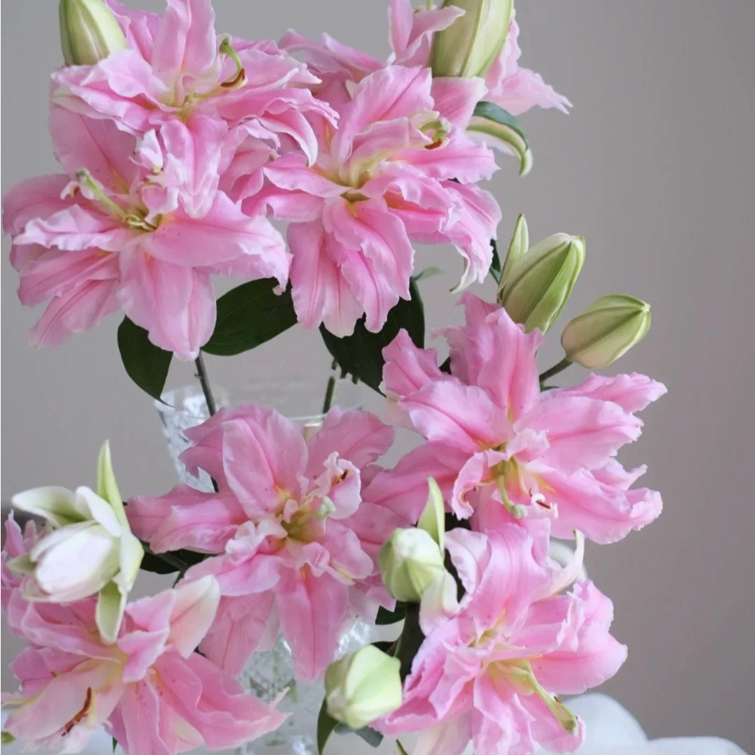 【尤尼格】重瓣香水百合云南基地直发水养鲜花