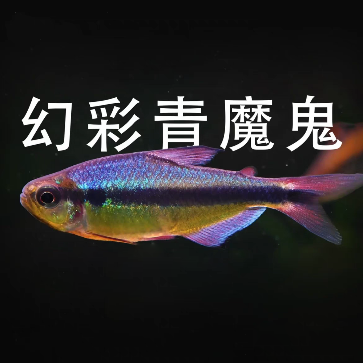 大号幻彩加水青魔鬼灯鱼观赏鱼