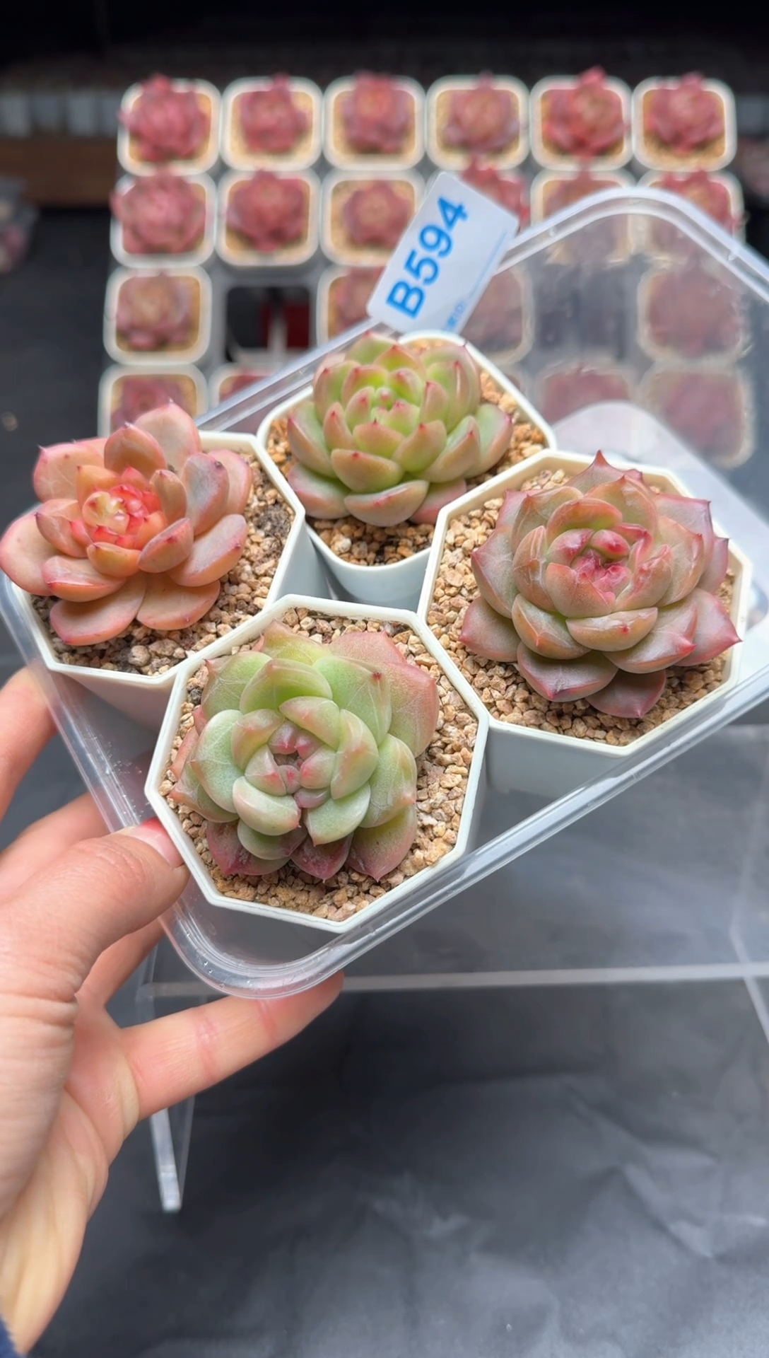 【闪购商品】594号一物一拍4-7cm包邮4颗