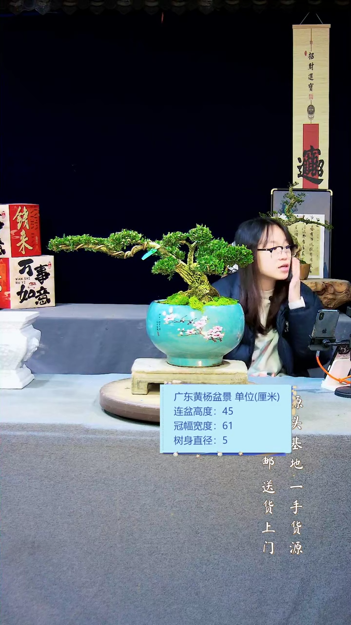 【闪购商品】黄杨盆景黄杨盆景