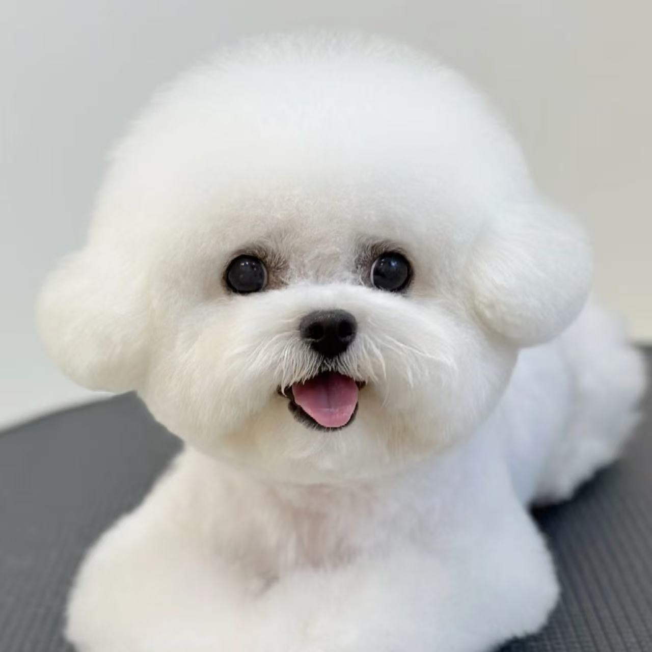 （十一家的比熊）狗狗活体