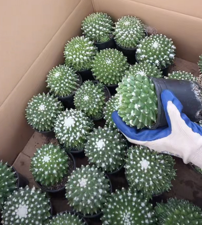 大乔园艺【 1颗  雪糕   实生根 】【精品无瑕】带盆土随机发货