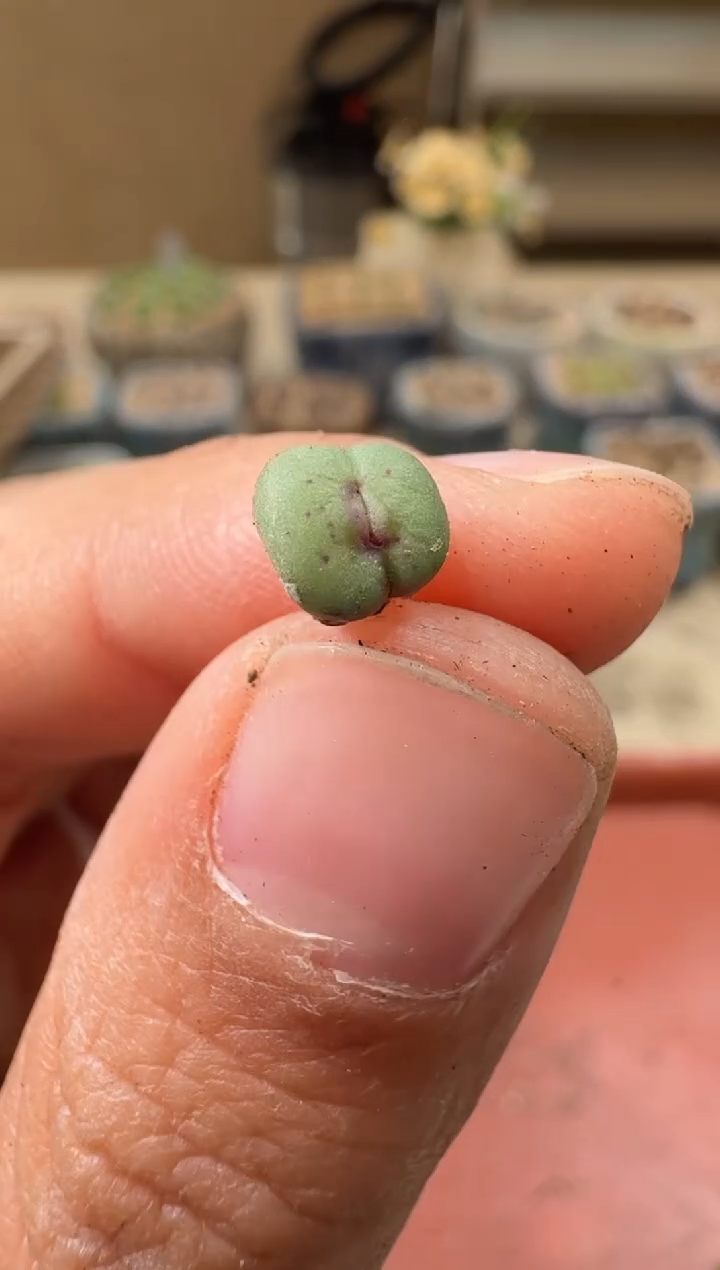 30-125多肉植物肉锥