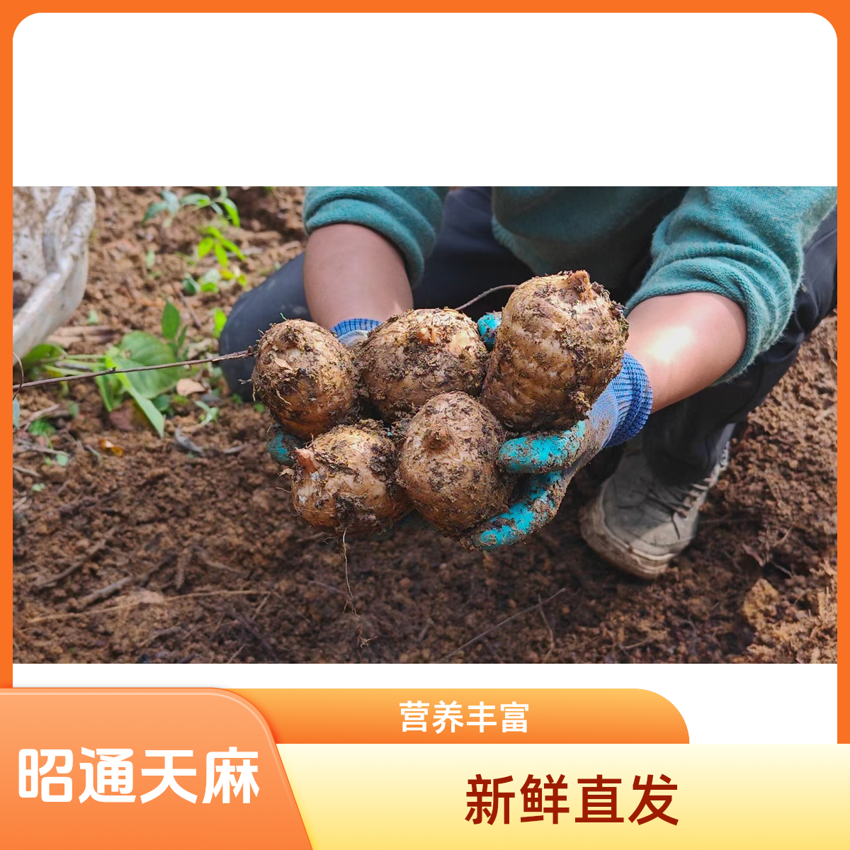 云南昭通小草坝新鲜天麻产地直发炖鸡鸭鹅，煲汤营养丰富