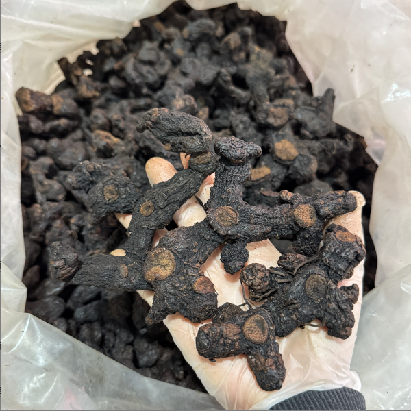多花品种广东河源下山货整条枝，250g/500g包邮