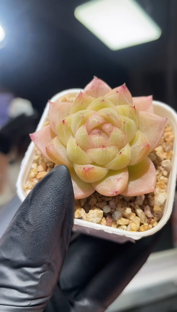 闪购782  桃色多肉一颗  3.8-4厘米