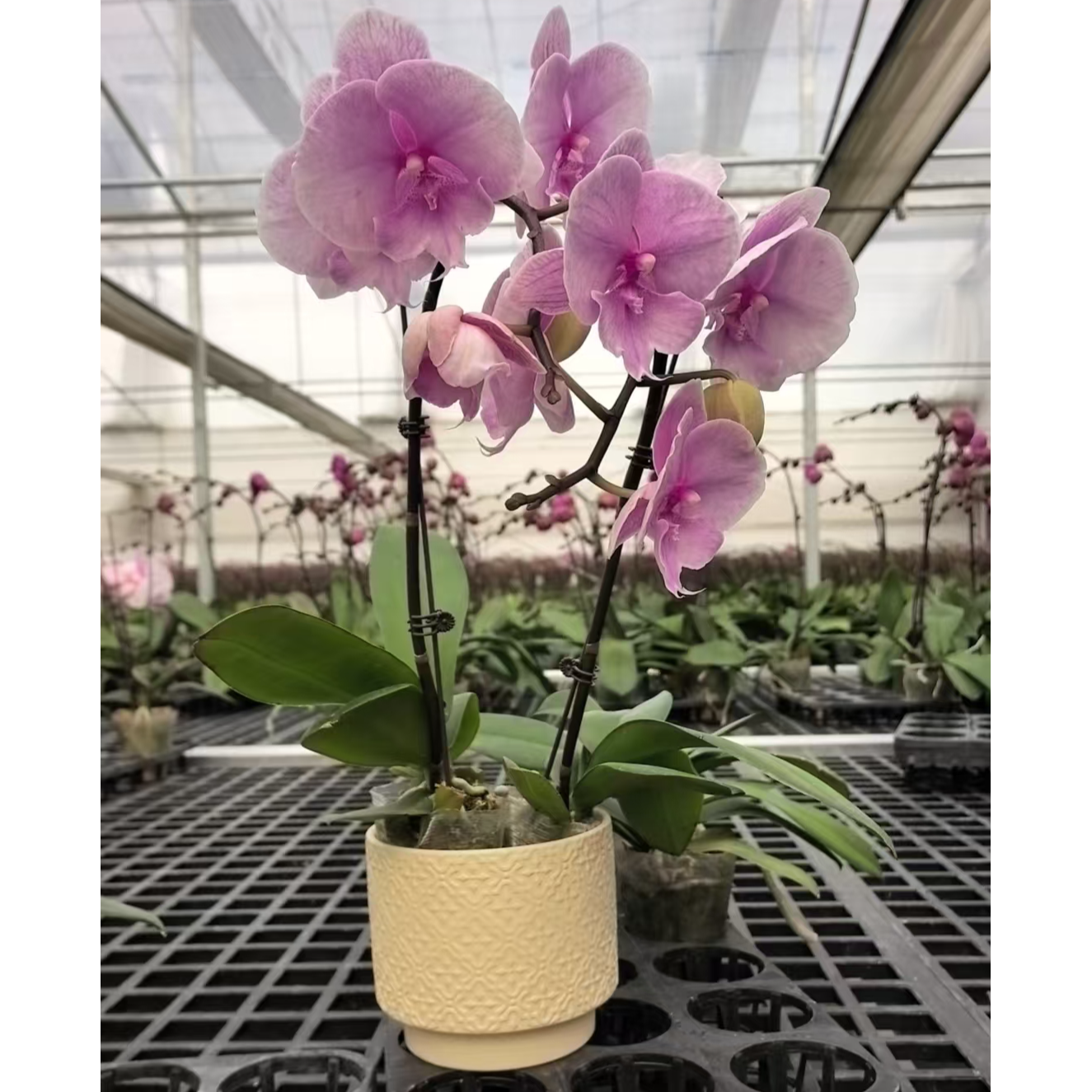 【迷雾组盆】大花蝴蝶兰带花剑四季开花浓香型绿植盆栽