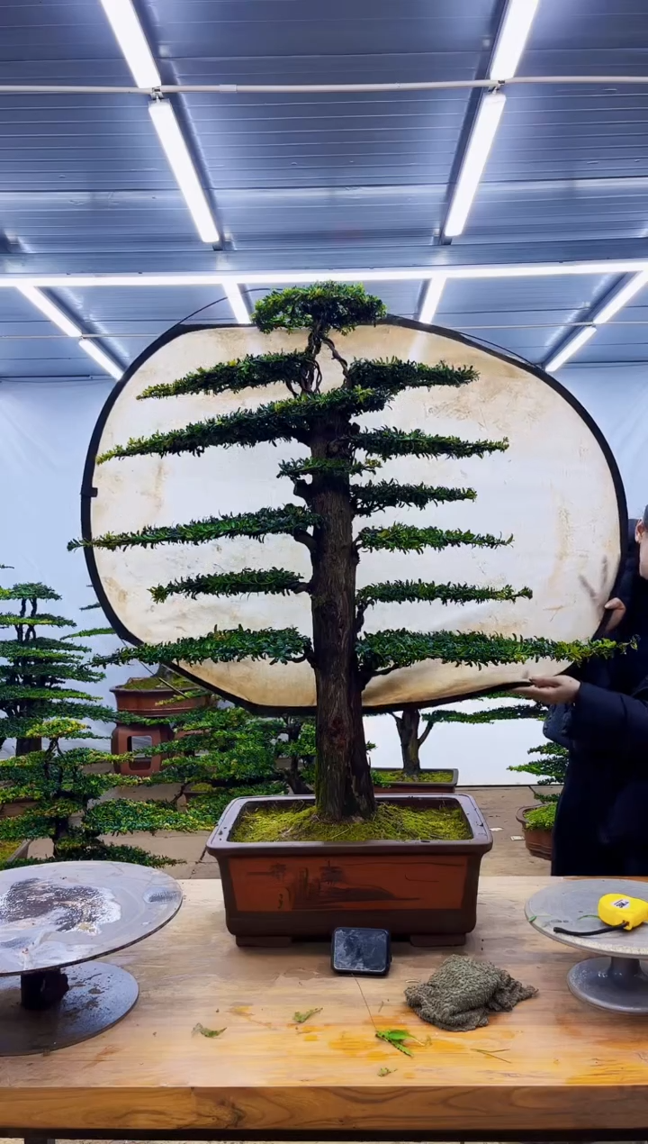 无花朵一物一拍·所见即所得