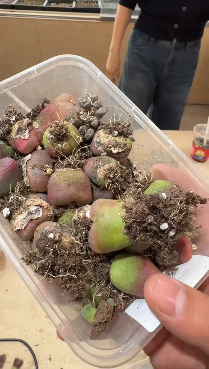 29多肉植物肉锥毛汉尼一颗