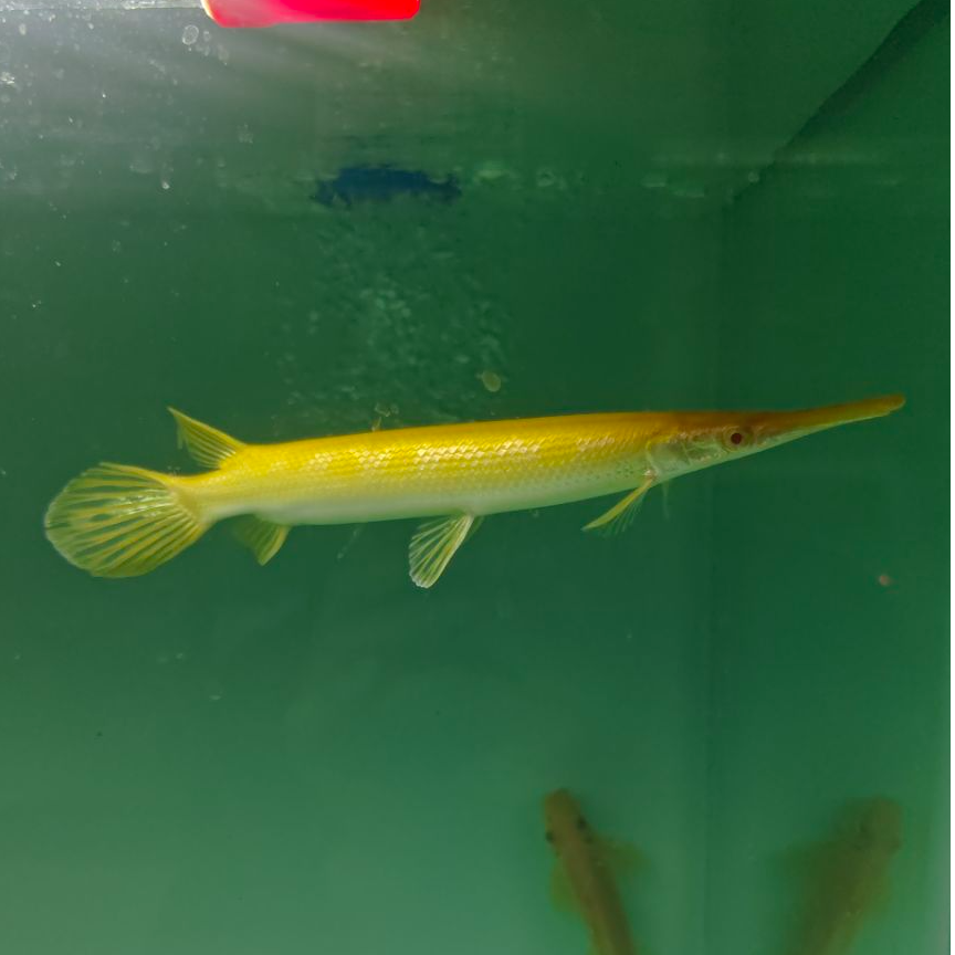 黄金幽灵火箭苗黄化幽灵火箭白化幽灵火箭白化鳄雀鳝黄化鳄双11