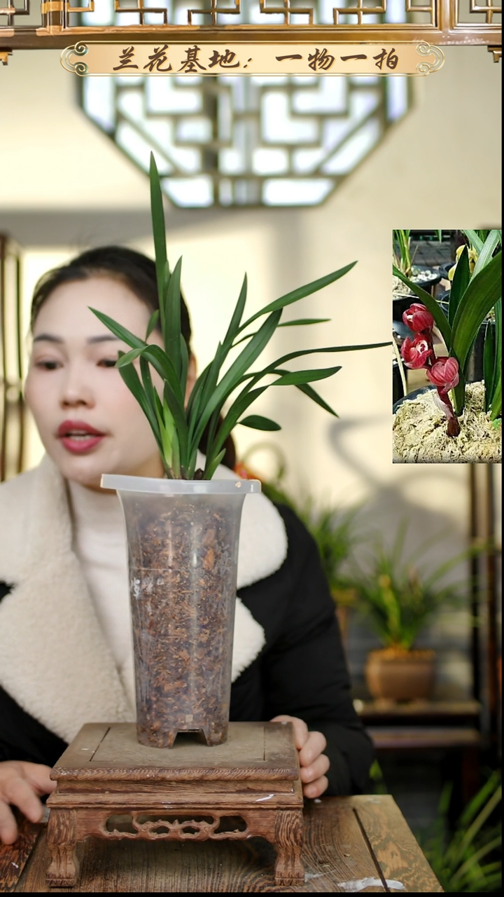 完全开放东帝摩荷