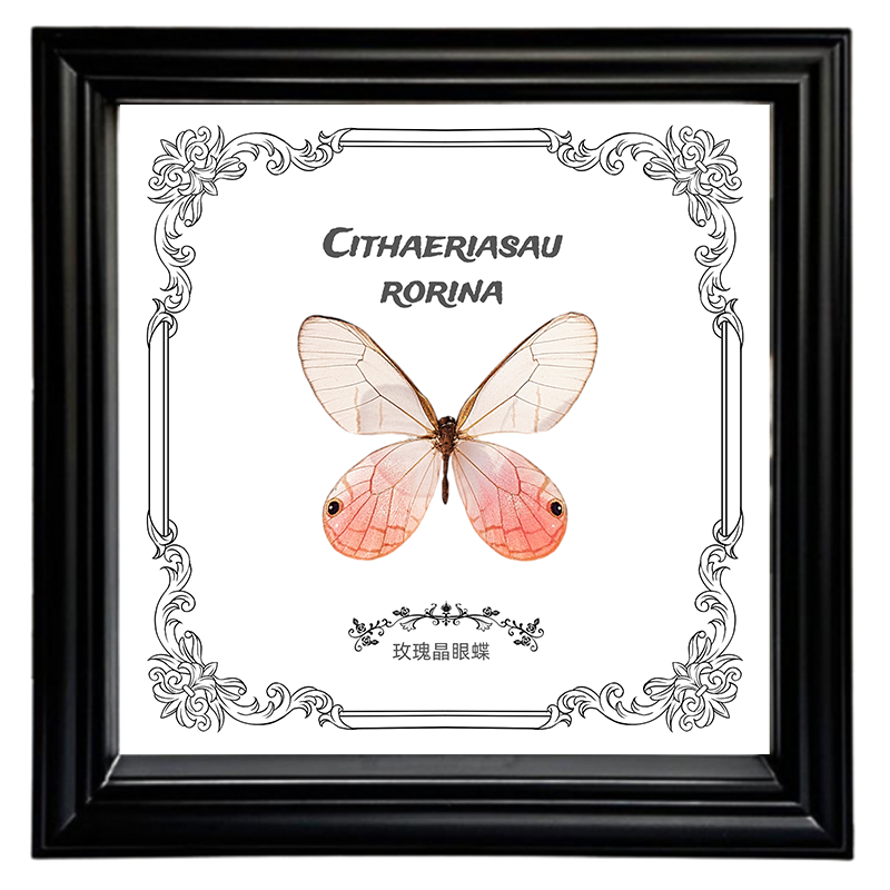 闪闪虫蝶蝴蝶标本装饰画成品框C赏