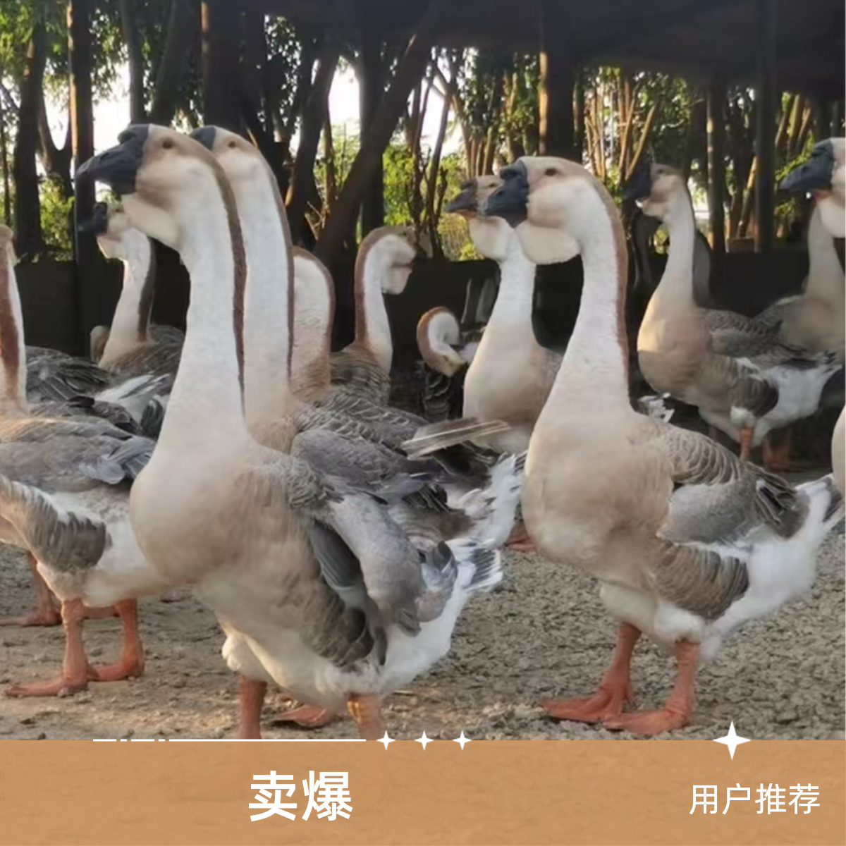 【灿】大种灰色狮子头鹅10只带框发货