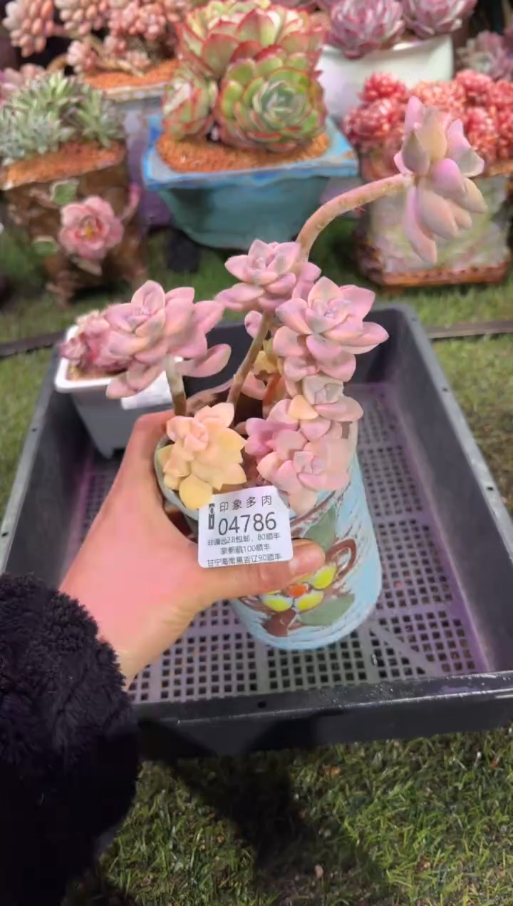 【闪购商品】04786