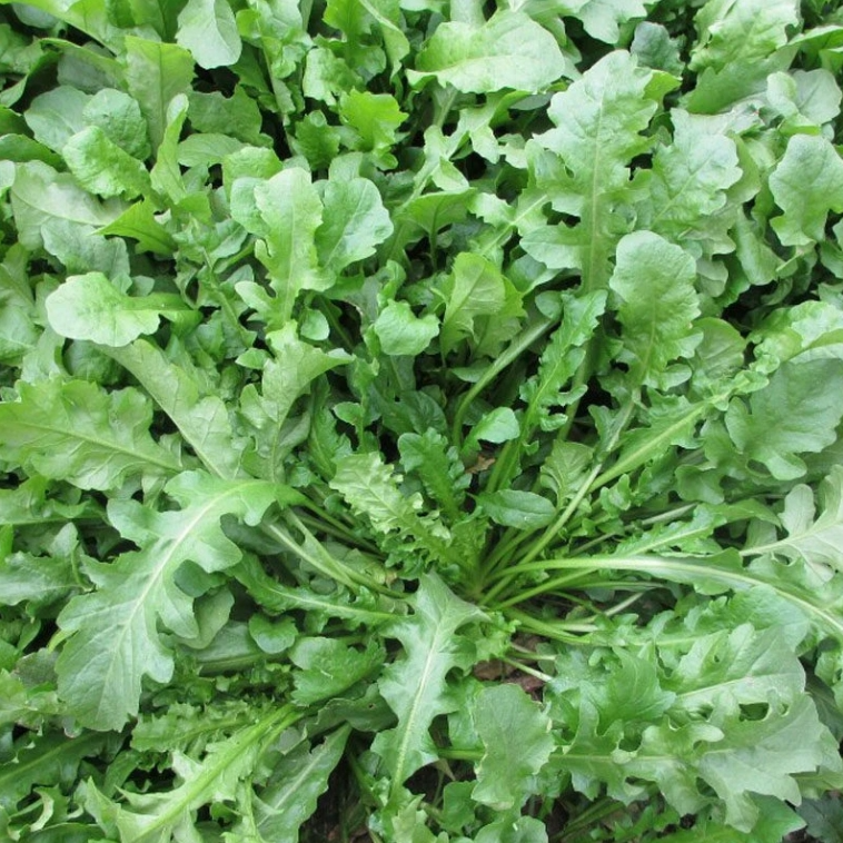 大叶荠菜种子四季可播适合阳台盆栽的食用蔬菜种子商品图