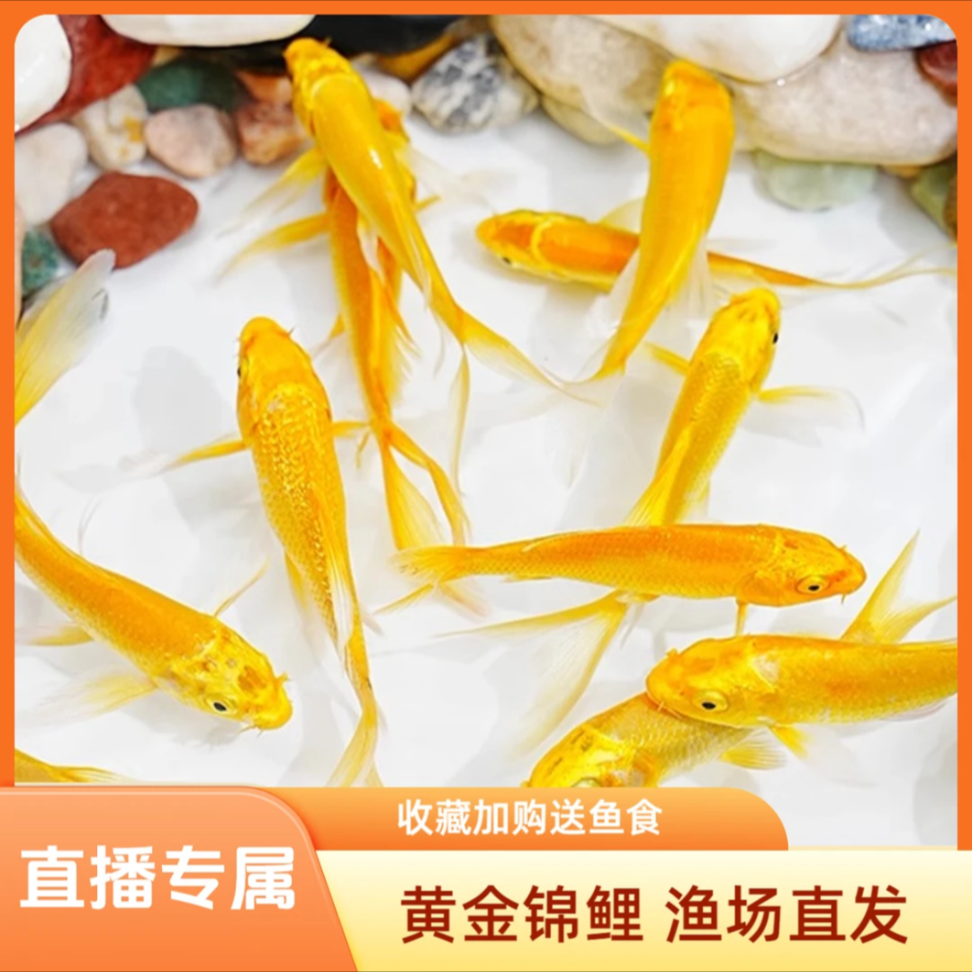 招财风水鱼龙凤锦鲤养鱼活鱼黄金耐活冷水鱼苗黄金龙凤观赏招财鱼