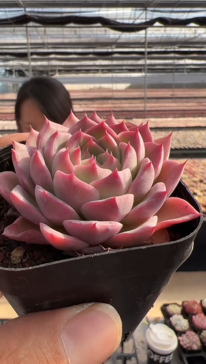 【闪购商品】福利-181