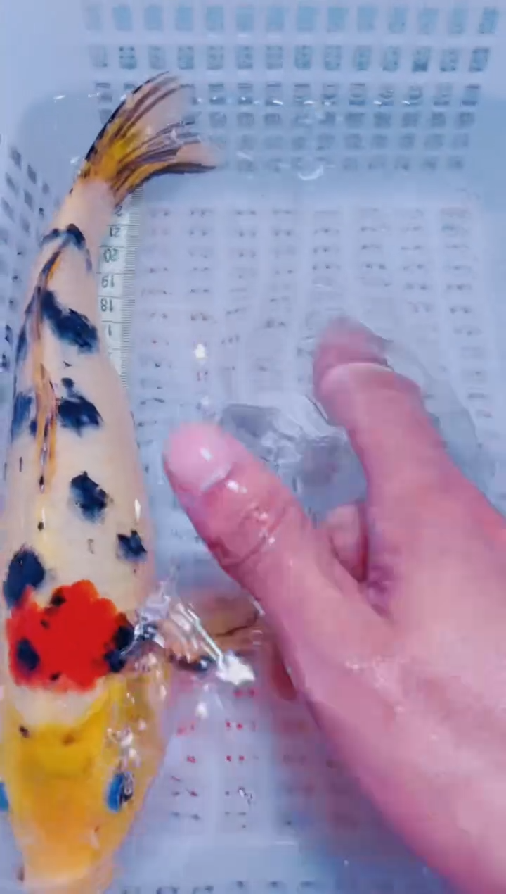 锦鲤血统锦鲤全场包邮36