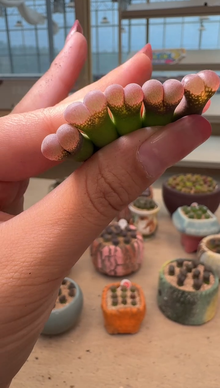 池*27-147多肉植物肉锥