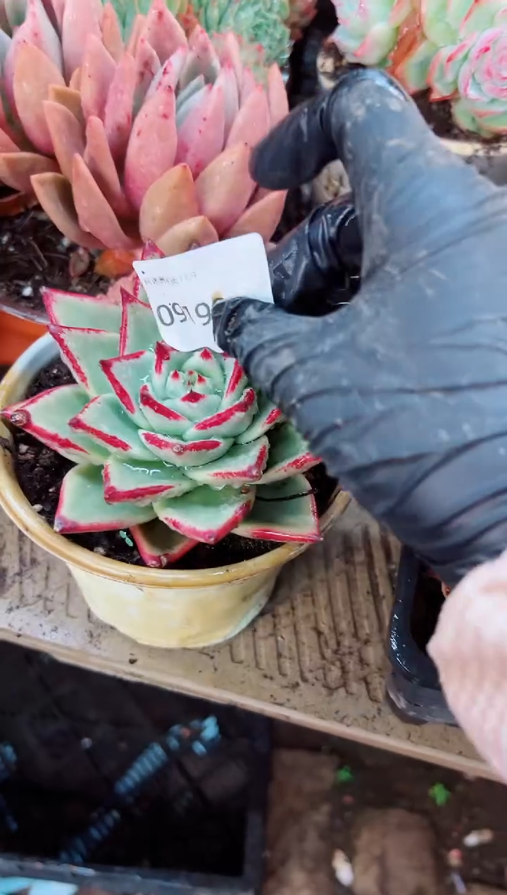 柠*?多肉植物一物一拍09199