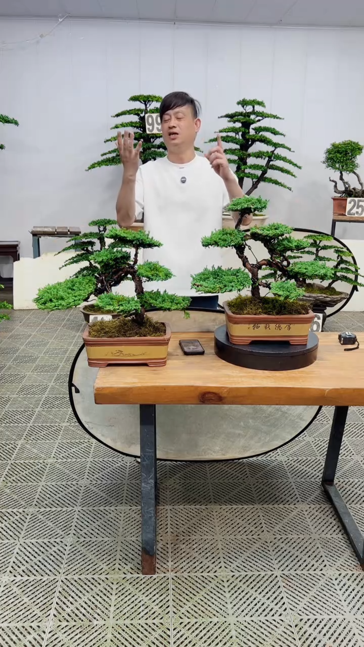 无花朵造型盆景一物一拍