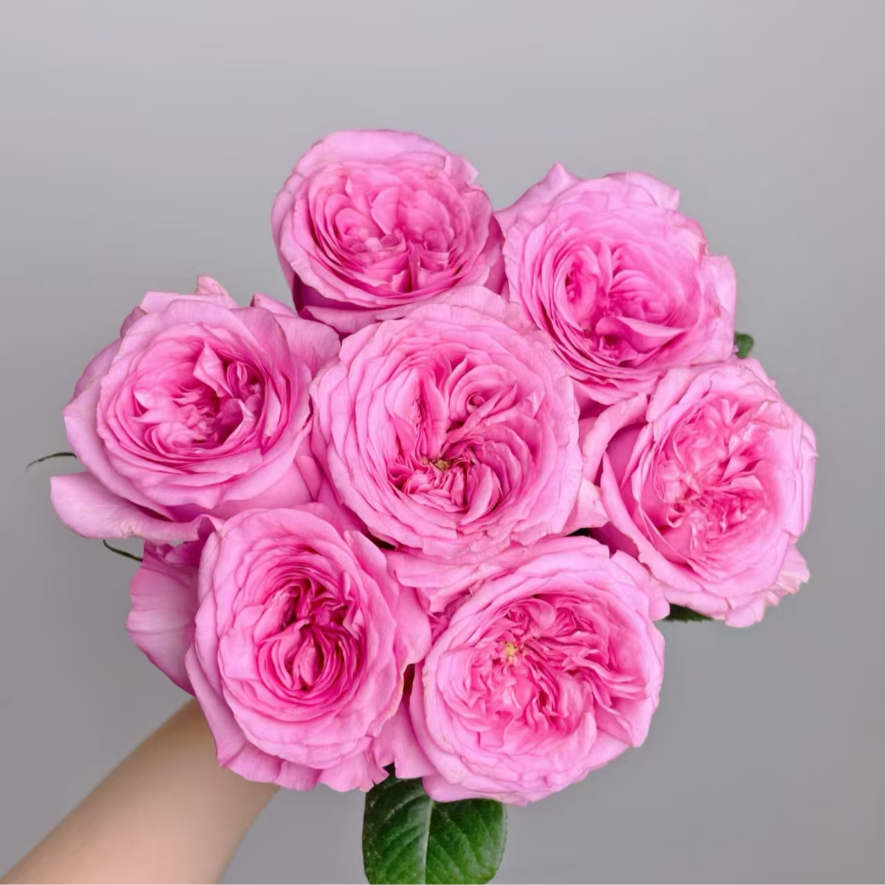 （梦想家-单头玫瑰）玫瑰云南基地直发生活鲜花