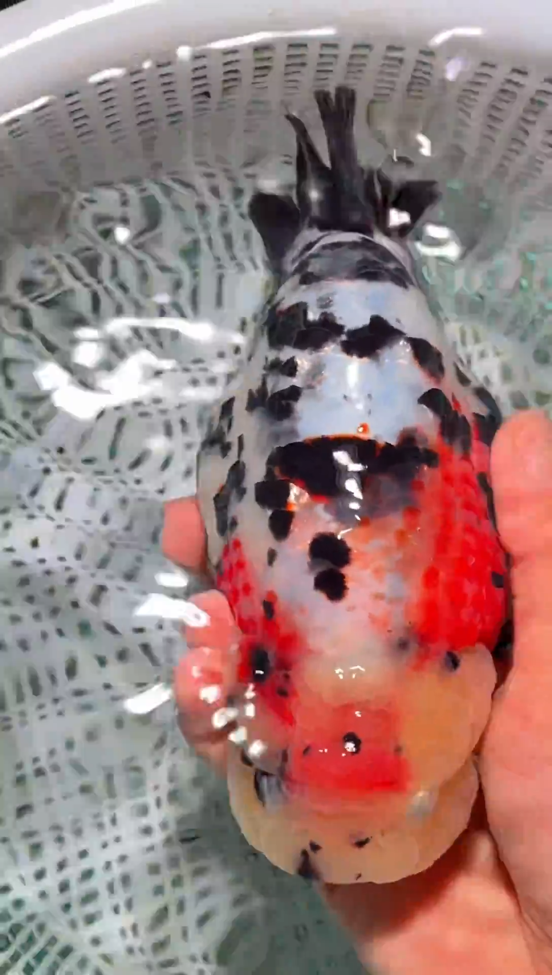 金鱼（运费到付，马印灯下展示）福州追鱼兰寿金鱼