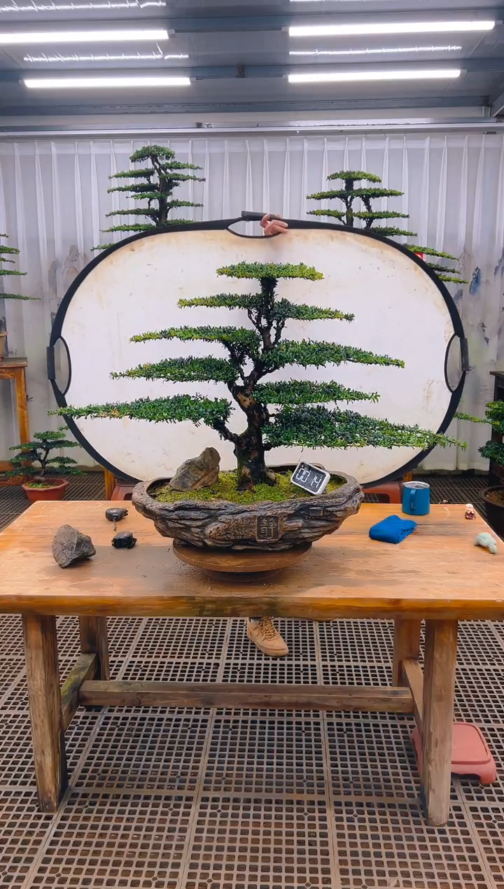 无花朵精品盆景直播间一物一拍