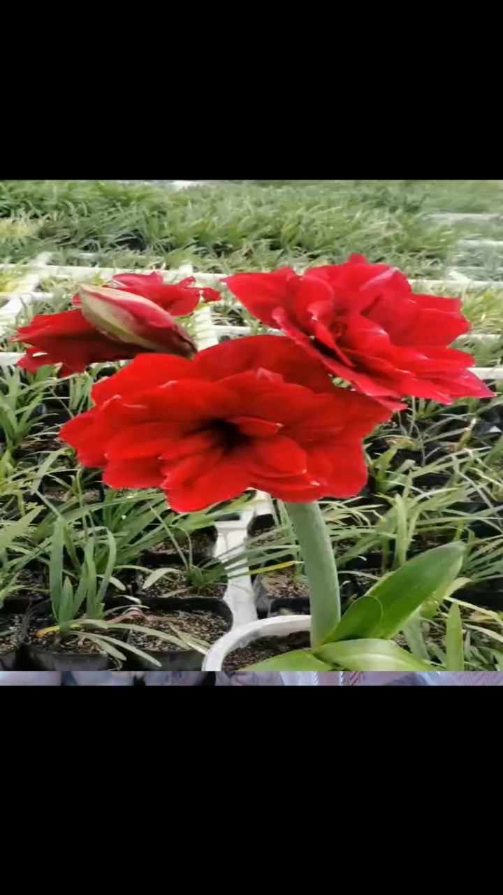 朱顶红余烬6厘米