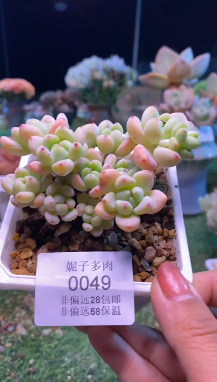 0049aa（满28包邮发货）
