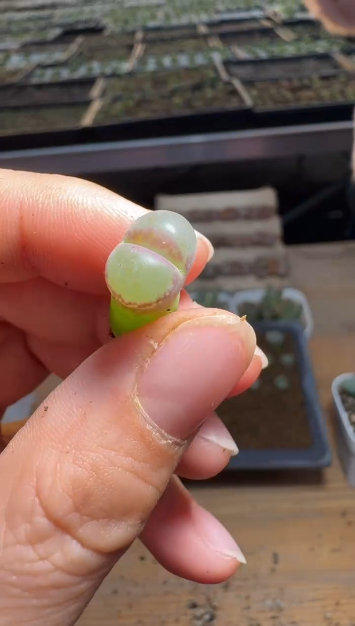 【闪购商品】15-240