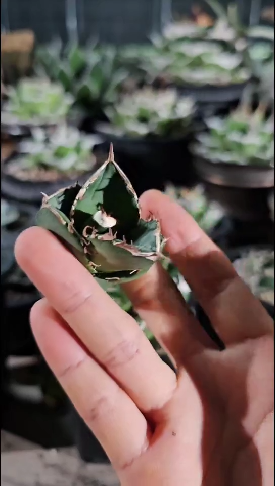 【大白鲨】顶芽(直播特价/基因保证/非组培)