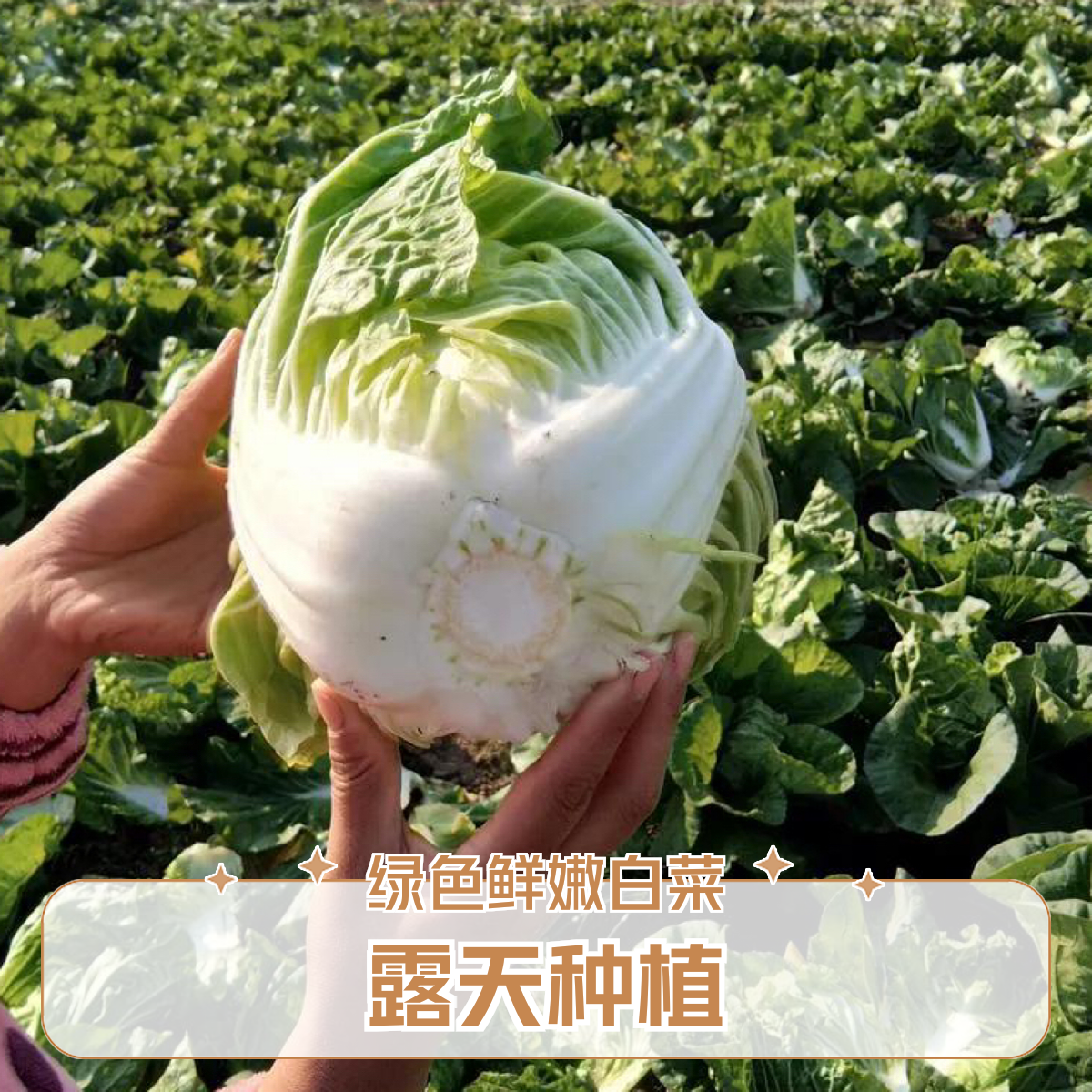 上海南汇露天大白菜