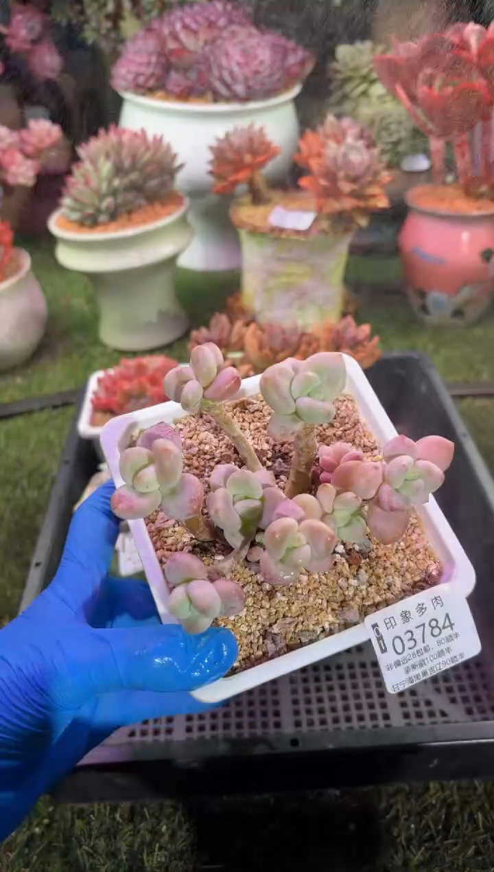 【闪购商品】03784