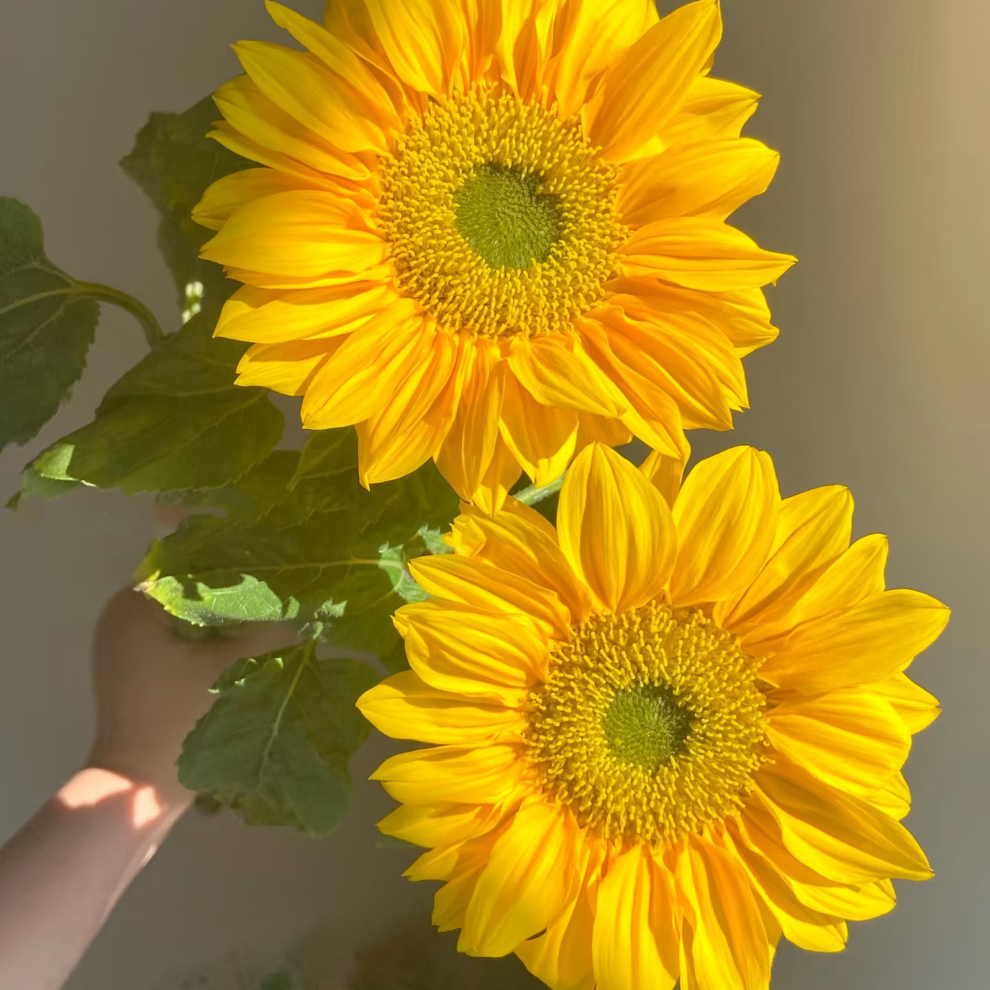绿心向日葵鲜花顺丰包邮水养插花鲜切花节日送小孩送朋友绿玫瑰