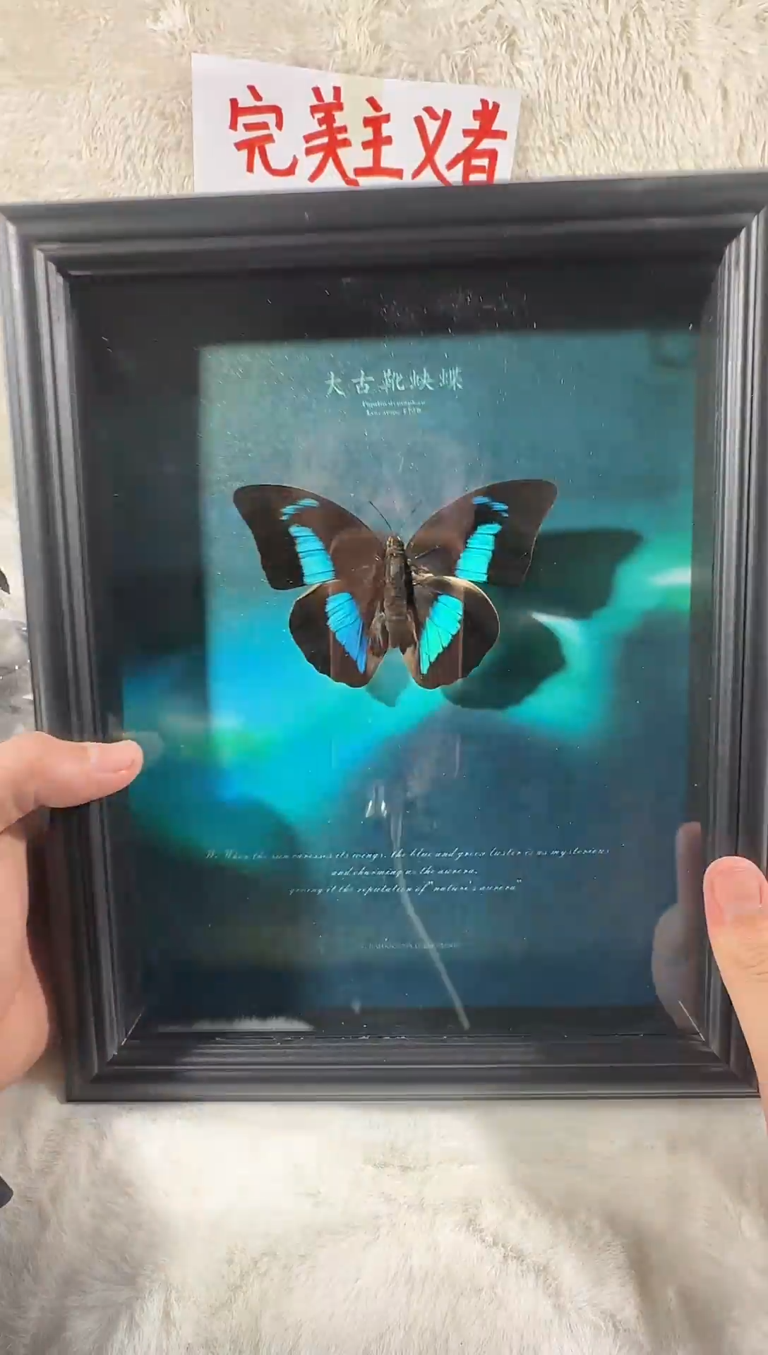 木大古靴蛱蝶10寸相框  