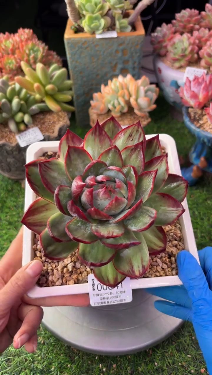 昆明印象多肉00841