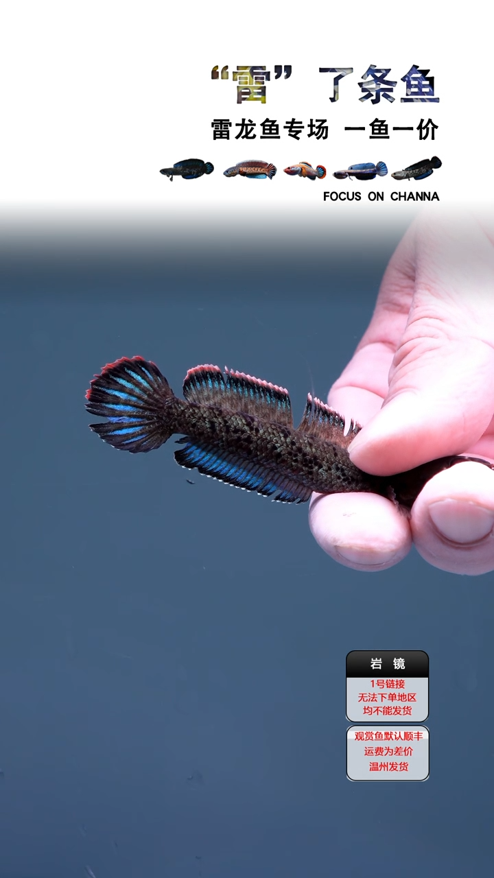 雷龙鱼噜***哩鬼王11111