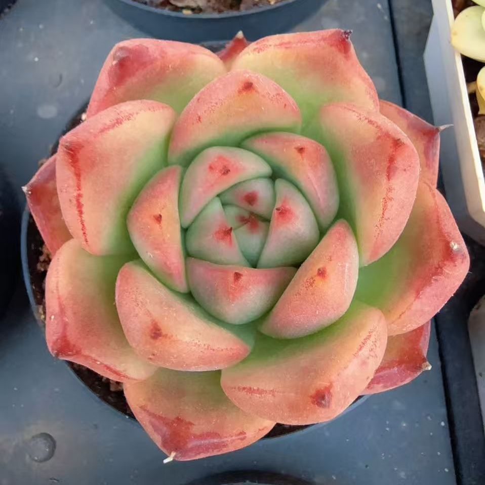 80#单头巴松多肉（5-7cm）脱土