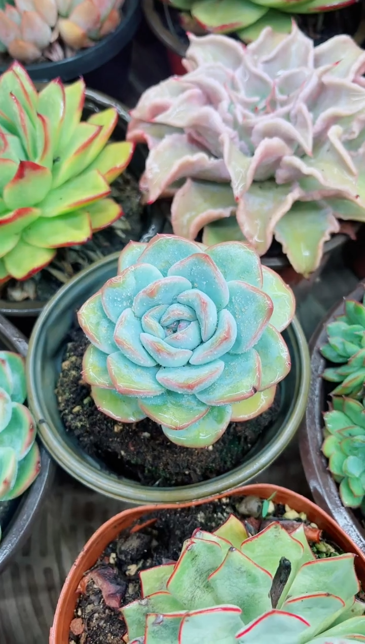 海*07004多肉植物一物一拍