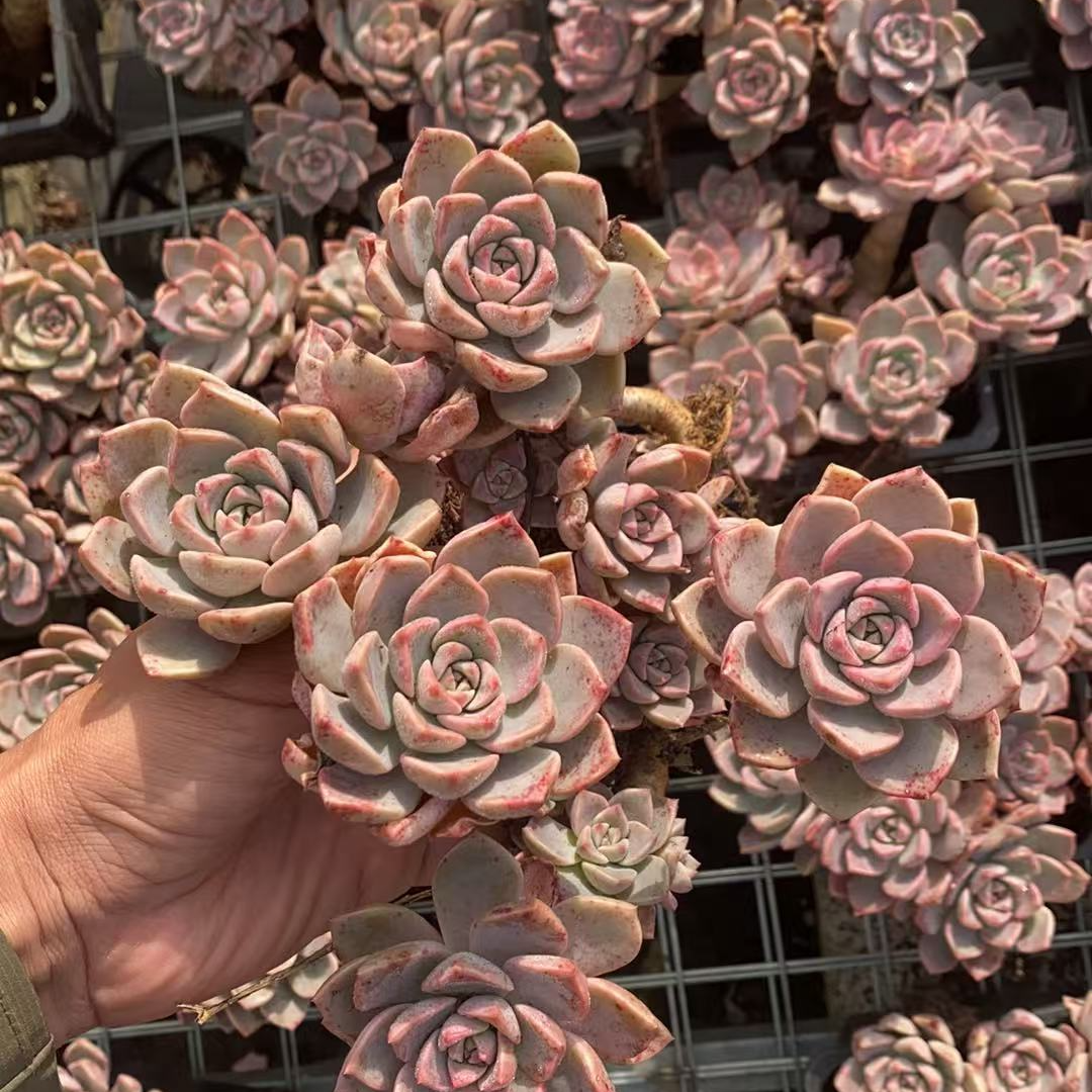 红粉佳人老桩  多肉